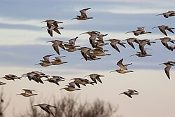 Curlews at Lake Constance