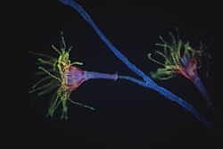Polyps of a colony of Cnidaria