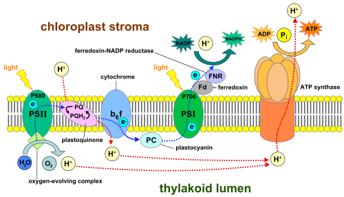 Light-dependent reactions of photosynthesis at the thylakoid membrane