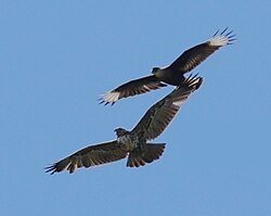 Juvenile (bottom) compared to a crested caracara (top), in Buenos Aires