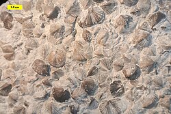 A dense assemblage of the Ordovician species Cincinnetina meeki (Miller, 1875)