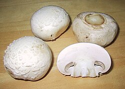 Agaricus bisporus, one of the most widely cultivated and consumed mushrooms