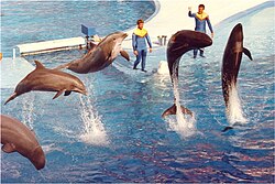 SeaWorld show featuring bottlenose dolphins and pilot whales.