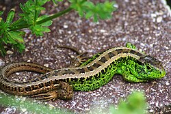 The Sand Lizard was named Lacerta agilis in 1758.