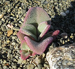 Mesembryanthemum guerichianum seedling, showing the epidermal bladder cells that inspired the name "ice plant"