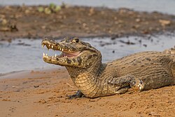 Yacare caiman basking and gaping