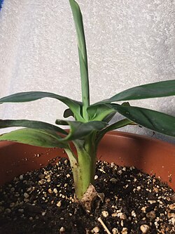 Bananas can reproduce by cloning (modern cultivars lack seeds)