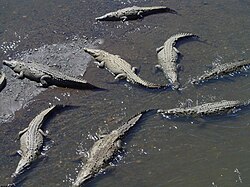 Crocodiles in Costa Rica