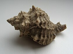The banded dye murex was named Murex trunculus in 1758.