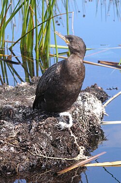 Tethered cormorant used for fishing on Lake Titicaca