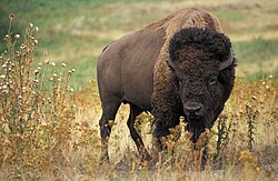 The American bison is a bovine mammal which displays homosexual behavior.