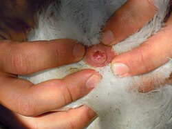 Cloaca of a female bird