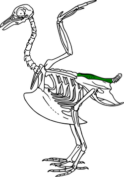 This stylised bird skeleton highlights the synsacrum
