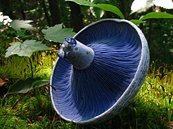 The blue gills of Lactarius indigo, a milk-cap mushroom