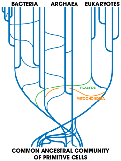 Horizontal gene transfers between widely separated species complicate the phylogeny of bacteria.