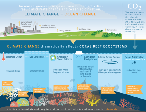 Climate change will affect coral reef ecosystems, through sea level rise, changes to the frequency and intensity of tropical storms, and altered ocean circulation patterns. When combined, all of these impacts dramatically alter ecosystem function, as well as the goods and services coral reef ecosystems provide.[153]