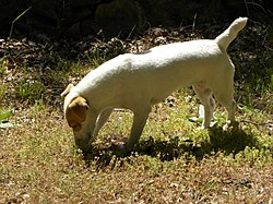 A trained truffle hunting dog in Mons, Var, France