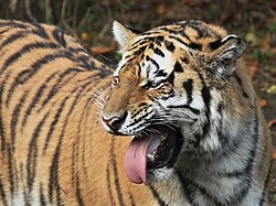 Flehmen response in a tiger