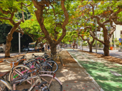 Delonix Regia in Rothschild Boulevard, Tel Aviv, Israel.