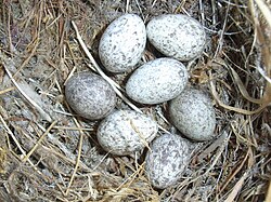 Eggs in a nest