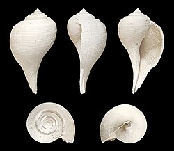 Five views of a shell of a Fulguropsis species
