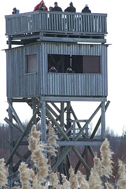 Birders using a tower hide to gain views over foreground vegetation. Bay of Liminka, south of Oulu, Finland