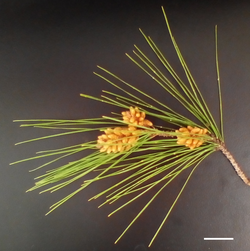 Pollen cones, 2 cm scale bar