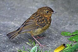 Juvenile, Sussex