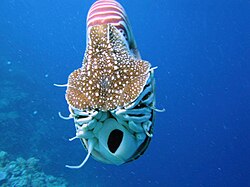 Nautilus belauensis seen from the front, showing the opening of the hyponome