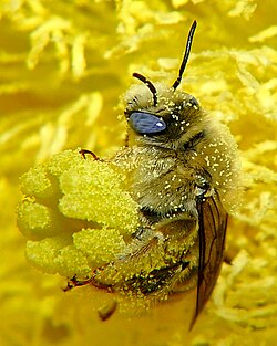 Diadasia bee straddles cactus carpels