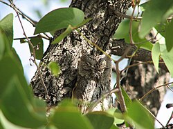A well-camouflaged African scops owl (Otus senegalensis)