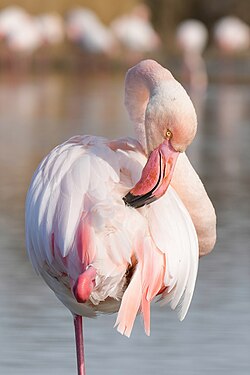 Greater flamingo preening in Camargue, France
