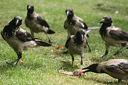 A group of hooded crows in Tehran, Iran