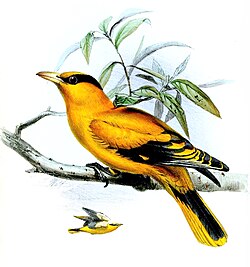 O. c. broderipii illustration (1850)