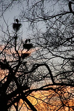 Herons in their nests in tree tops