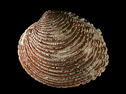 The warty venus was named Venus verrucosa in 1758.