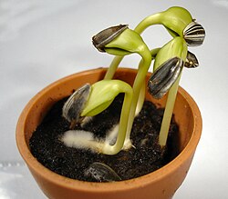 Germinating sunflower seedlings