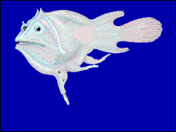 The anglerfish Haplophryne mollis is polyandrous. This female is trailing the atrophied remains of males she has encountered.
