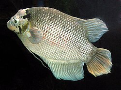 Giant gourami is often raised in cages in central Thailand.