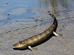 Life restoration of Tiktaalik