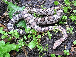 An anerythristic corn snake