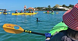 Ecotour guide stands on a kayak spotting dolphins and manatees, around Lido Key.