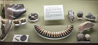 Early Archaic period artefacts from the Wairau Bar archaeological site, on display at the Canterbury Museum in Christchurch