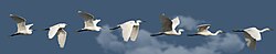 Flying pattern of a little egret