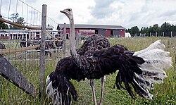 The Ketola Ostrich Farm in Nurmijärvi, Finland[109][110]