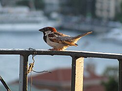 A male of the subspecies P. d. balearoibericus in Istanbul
