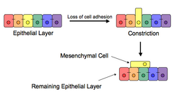 Epithelial–mesenchymal transition – loss of cell adhesion leads to constriction and extrusion of newly formed mesenchymal cell.