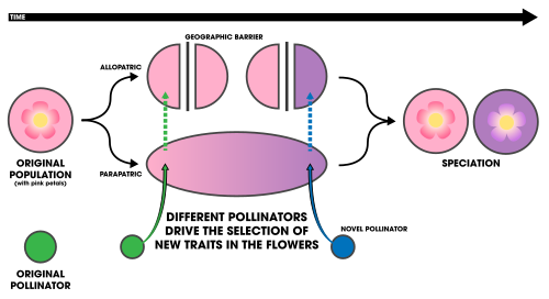 A species population of pink-petal flowers becomes isolated in allopatry or parapatry. Novel pollinators drive the selection of new traits (purple petals) in the isolated populations, eventually leading to speciation of the flower populations. It is possible for the same pollinator to drive the selection of new flower traits as long as the proportions of pollinators differ enough.