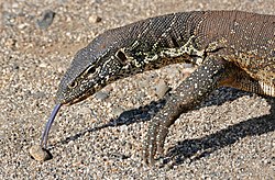 Nile monitor using its tongue for smell