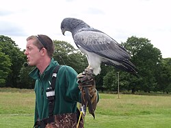 Chilean blue eagle at Knowsley